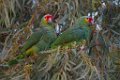 Red-lored Parrot 2014-01-25_15